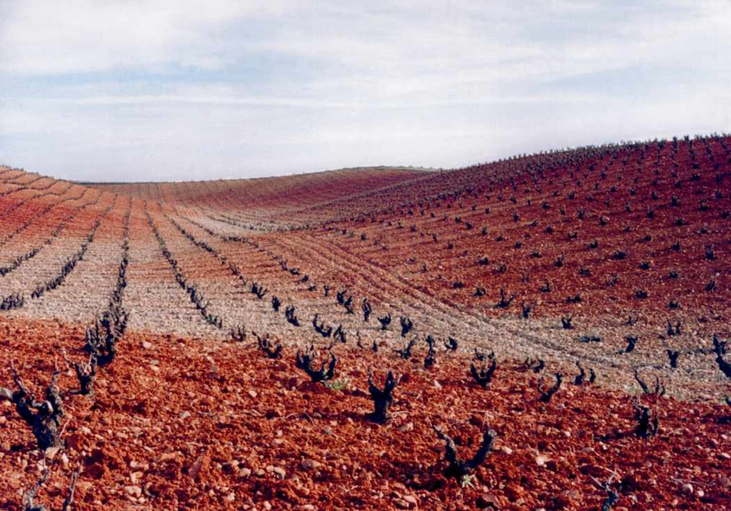 Vi&ntilde;edo en la D.O.P. Cari&ntilde;ena.
