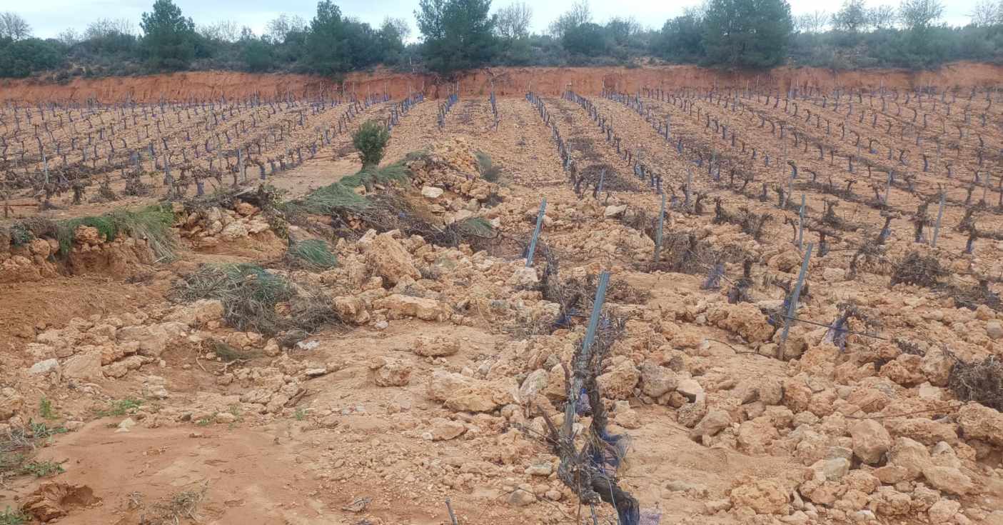 Vi&ntilde;edo afectado en Requena. FOTO: AVA-Asaja.