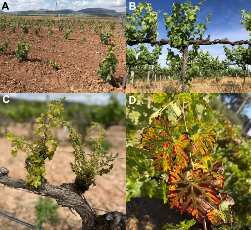 Percepción y manejo de las enfermedades fúngicas de la madera de la vid (Vitis vinifera L.) en España: resultados de una encuesta a nivel nacional