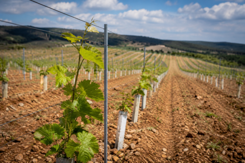 Castilla-La Mancha concentra 653 de las 903 hectáreas autorizadas para nuevas plantaciones de viñedo en 2026
