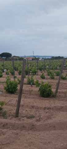 Viñas sobre suelo arenoso en el Sulcis. FOTO: V.E.
