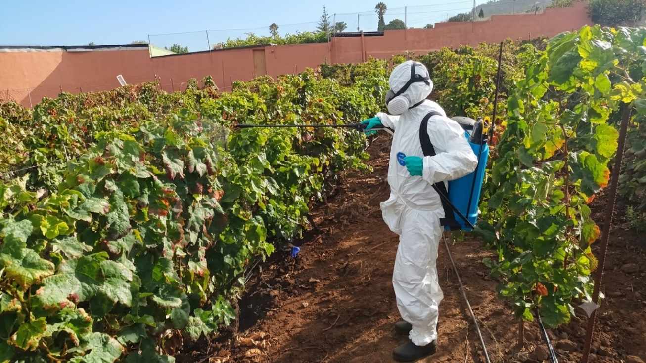 El Gobierno canario detectó solamente cuatro nuevos positivos por filoxera en viñedos abandonados de la “zona cero”
