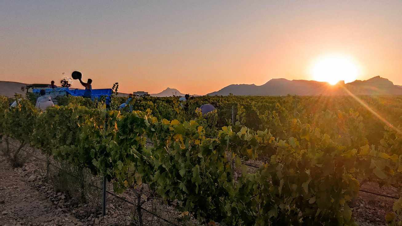 Vendimia de Syrah en la bodega A. Carcelen (D.O.P. Jumilla).