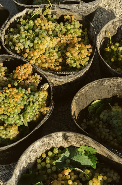 FOTO: C.R.D.O.P. Jerez-X&eacute;r&egrave;s-Sherry y Manzanilla