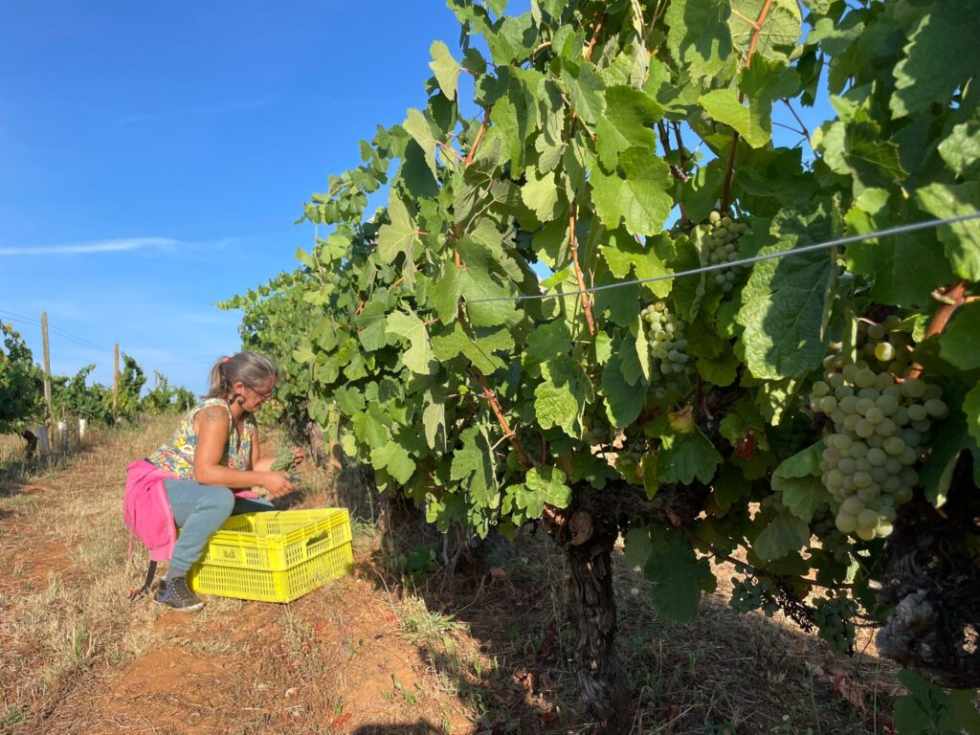 Recogida de racimos de Godello en vendimia. FOTO: C.R.D.O.P. Valdeorras.